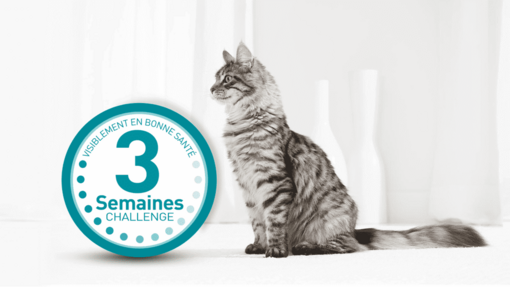 Challenge 3 semaines Chat et logo