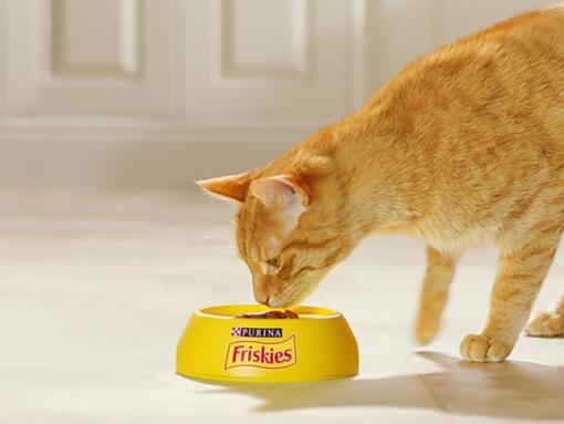 Kat eet brokjes Purina Friskies Kat