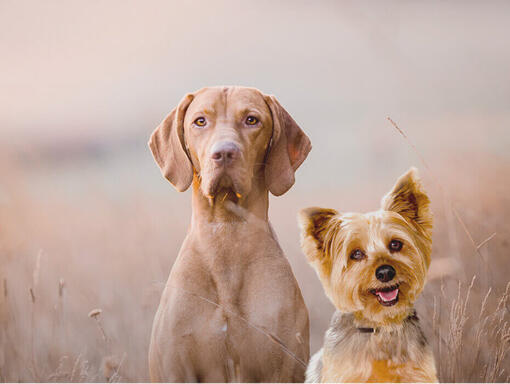 Deux chiens assis l'un à côté de l'autre dans un champ. 