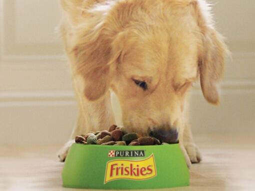 Chien mange croquettes Purina Friskies Chien