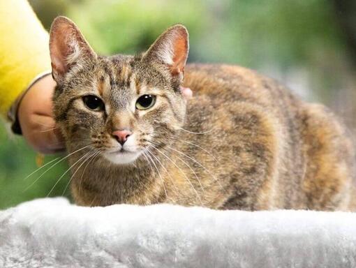 Quelle nourriture dois-je donner à mon chat âgé ?