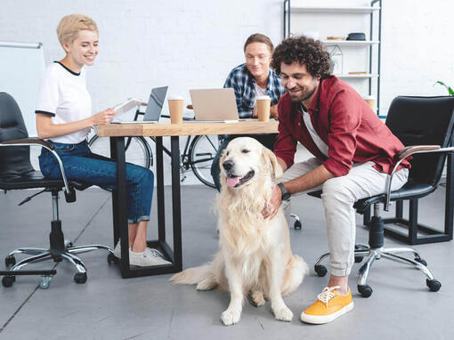 Golden retriever était assis au bureau avec un groupe de travail