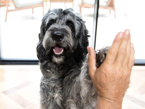 Chien fait un high five à une personne