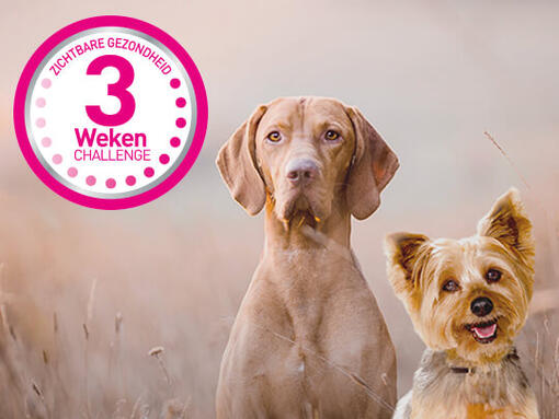 Klein en grote hond 3 weken challenge Purina ONE