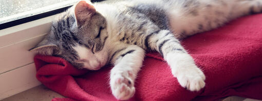 Chaton endormi sur une couverture rouge à côté de la fenêtre