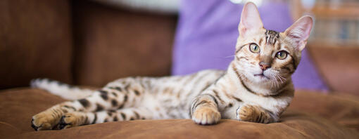 Chat portant sur une chaise avec coussin violet