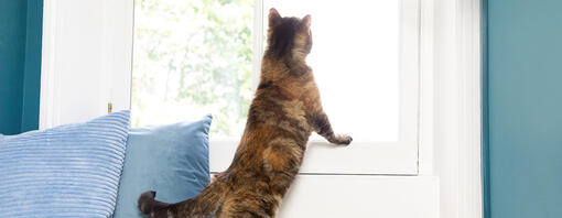 le chat regarde par la fenêtre