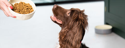 De voeding van je hond doordacht kiezen 