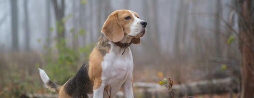 De voeding van je hond veranderen