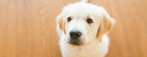 Hoe een pup laten wennen aan het leven in een appartement?