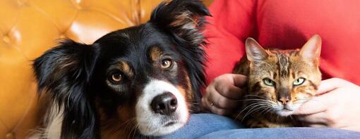 Zorgen voor een goede verstandhouding tussen je hond en je kat 