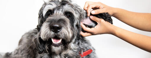 Speciaal voor de zomermaanden: de parasieten die je hond kunnen plagen