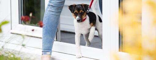 Chiot en laisse quittant la maison avec son propriétaire