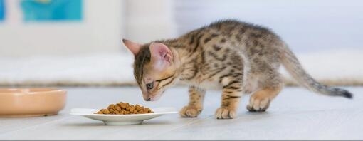 Je gesteriliseerde of gecastreerde kat verzorgen 