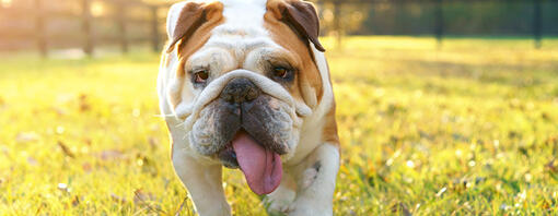 Un chien haletant marchant dans un champ