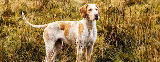 Un chien dans les bois regardant l'horizon