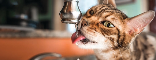 Hydratatie bij katten: het belang van water