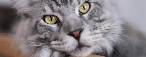 Le chat gris regarde tristement l’écran