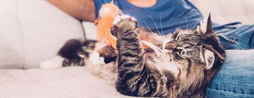 Un chat allongé sur le canapé