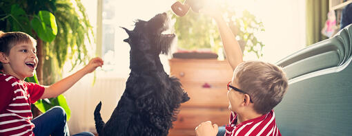 Kinderen spelen met een hond