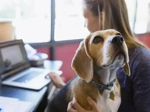 hond kijkt naar lens