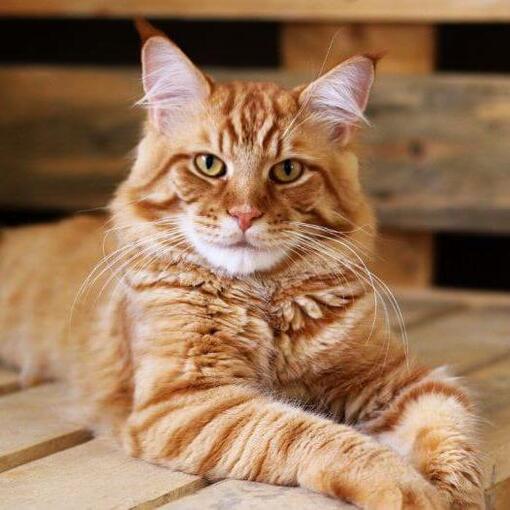 Ginger Maine Coon est allongé sur la table