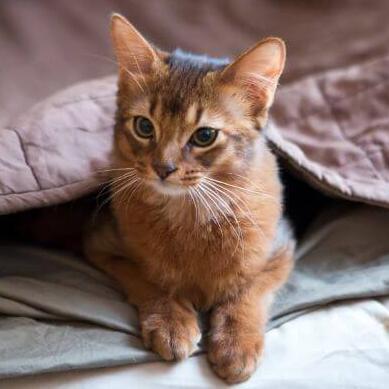 Le chat somalien se tient près de la fenêtre