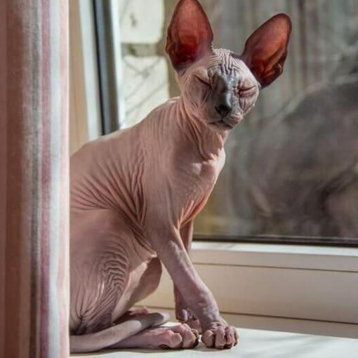 Race de chat Sphynx