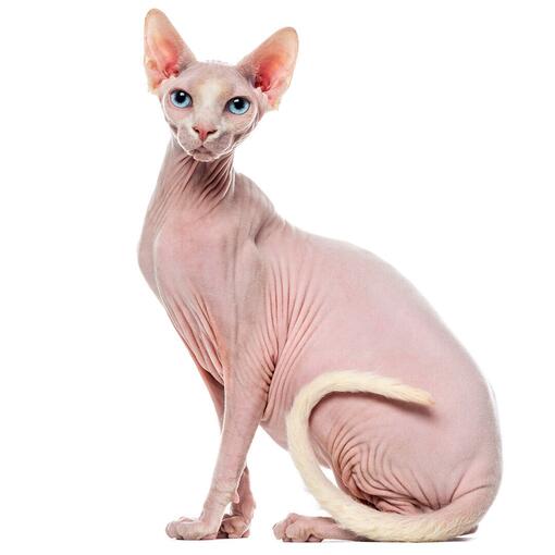 Race de chat Sphynx