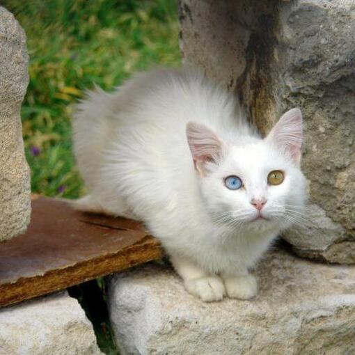 Le chat turc de Van est assis sur le balcon