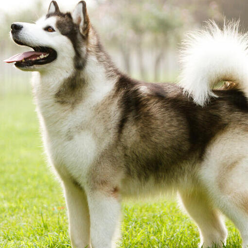 Malamute d'Alaska levant les yeux.