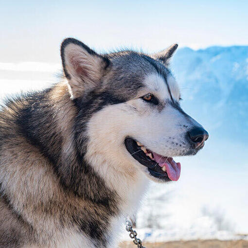 Malamute d'Alaska sur fond de chaîne de l'Alaska.