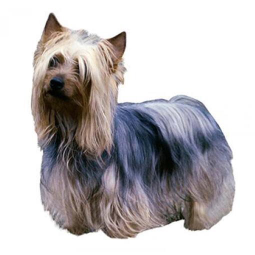 Race de chien Australian Silky Terrier