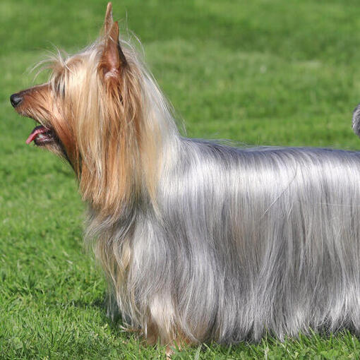 Australian Silky Terrier debout sur l'herbe