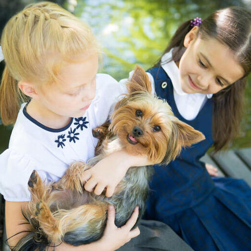 Australian Silky Terrier avec des enfants