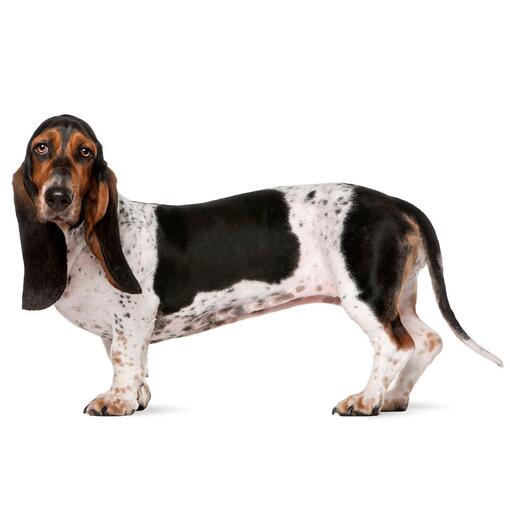 Race de chien Basset Hound