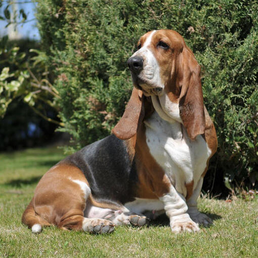 Basset tricolore assis sur l'herbe.