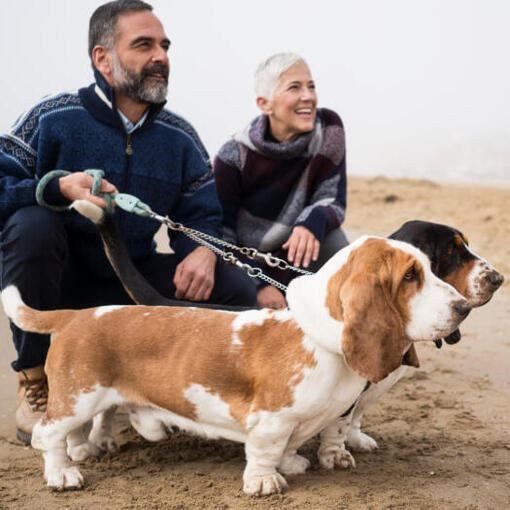 Basset avec les propriétaires sur la plage.