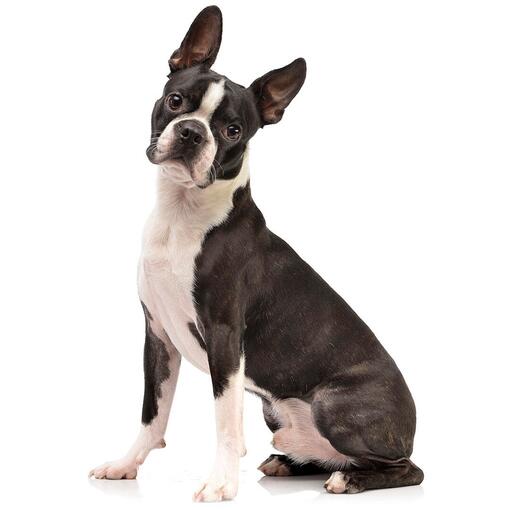 Race de chien Boston Terrier