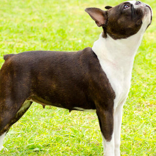 Boston Terrier regardant vers le haut