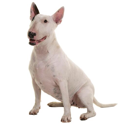 Bull terrier