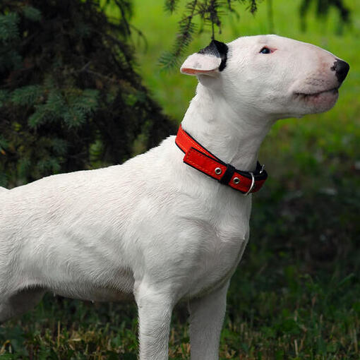 Bull Terrier debout sur l'herbe