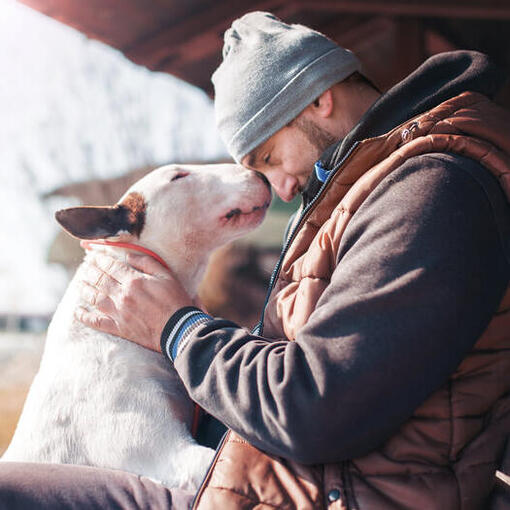 Bull terrier avec le propriétaire