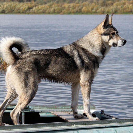 Chien esquimau canadien près de l'eau