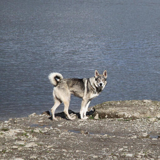 Chien esquimau canadien debout sur la côte