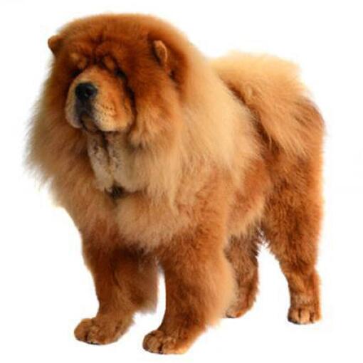 Race de chien Chow Chow