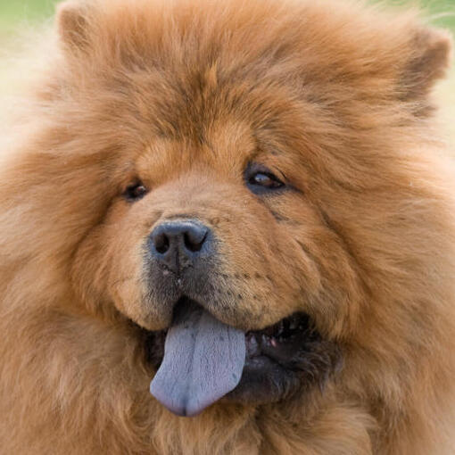 Chien Chow Chow de couleur crème