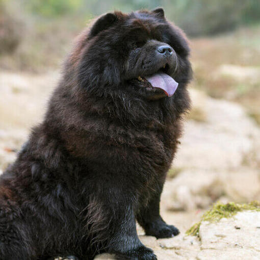 Zwarte Chow Chow-hondzitting