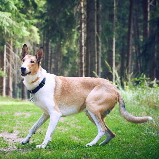 Gladharige collie in het bos