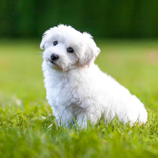 chien blanc moelleux assis sur l'herbe